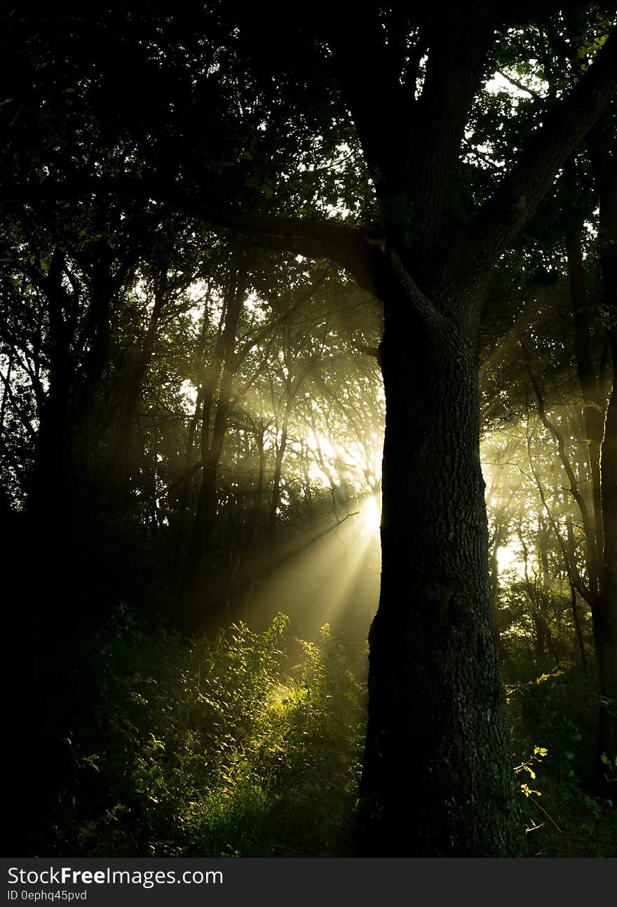 Sun beam shining behind silhouette of tree in forest. Sun beam shining behind silhouette of tree in forest.