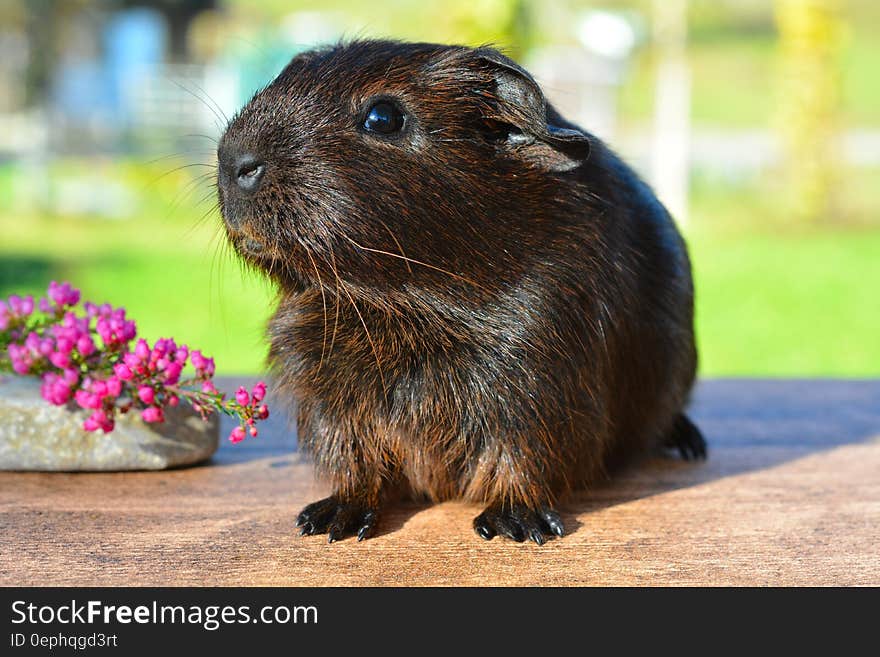 Black Brown Guinea Pig