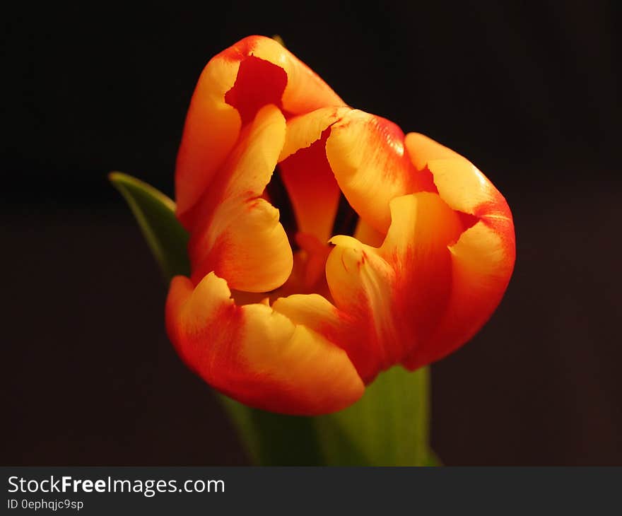 Close up of orange tulip flower on green stem with leaves against black.