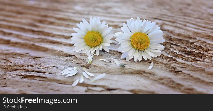 White and Yellow Flower on Brown Surface