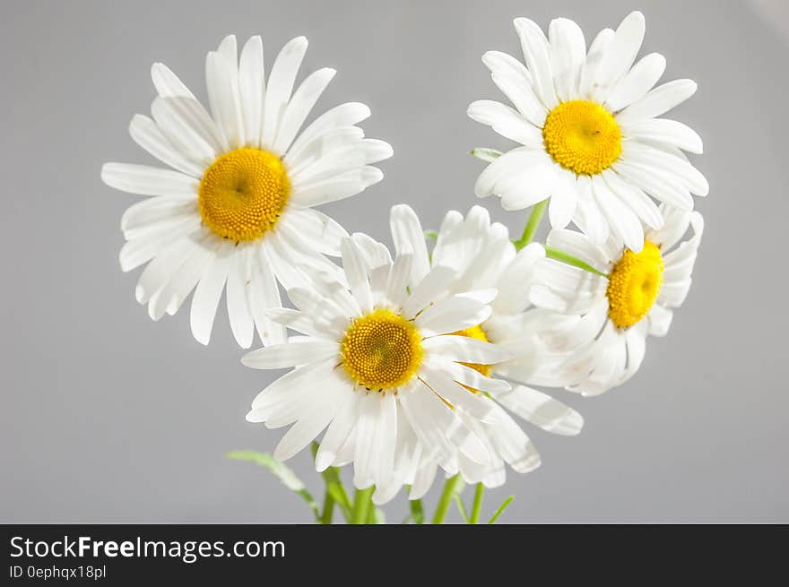 White and Yellow Flower