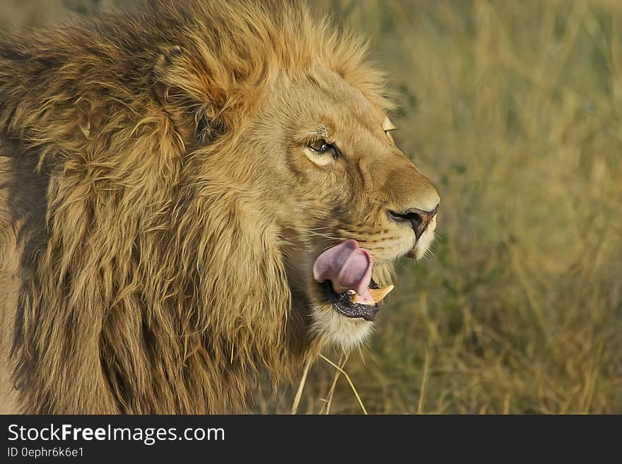 Lion on Green Grass Field