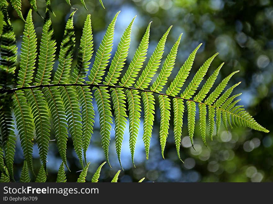 Green Leaf Tree