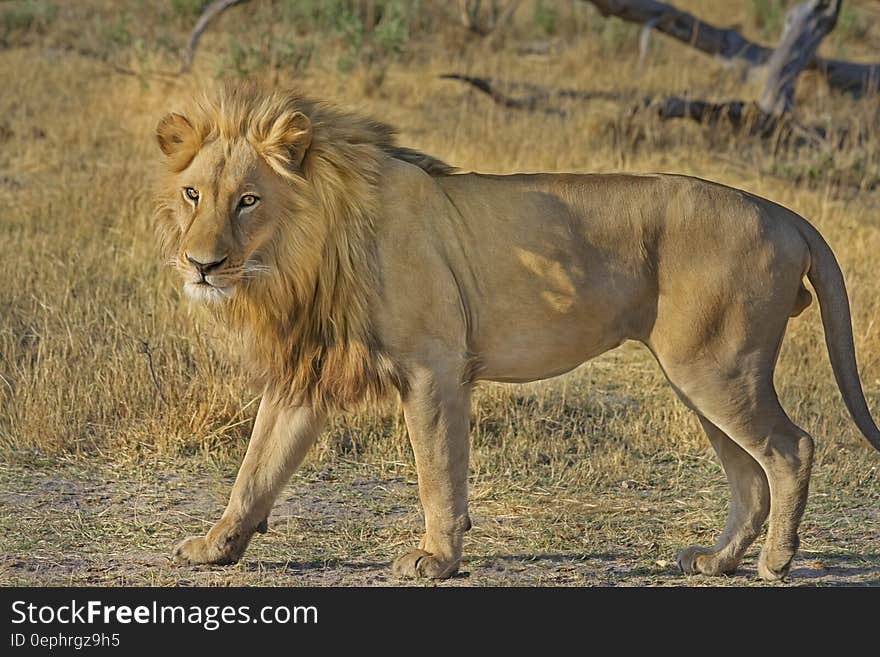 Portrait of male African lion standing in grassy field in Botswana. Portrait of male African lion standing in grassy field in Botswana.