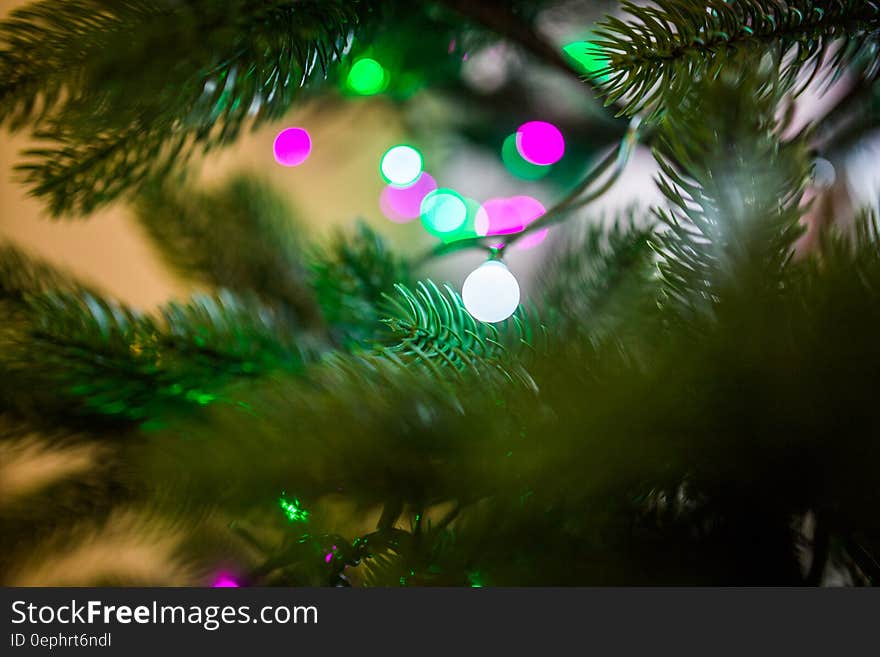 Green Fern Leaves Near Lights