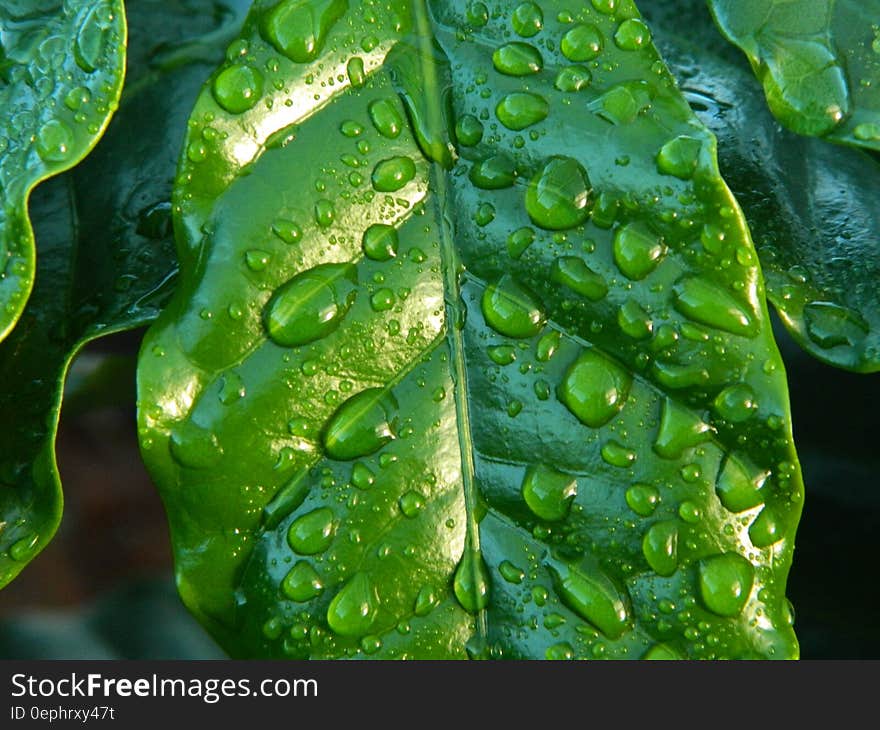 Close up of water drops on green leaves. Close up of water drops on green leaves.