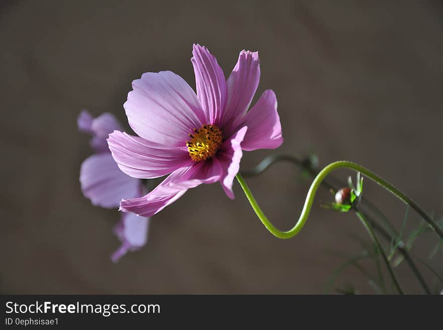 Purple Flower during Daytime