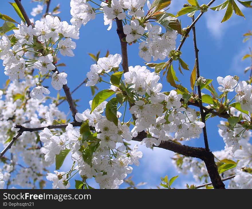 White cherry blossom blooms on branch against blue sky. White cherry blossom blooms on branch against blue sky.