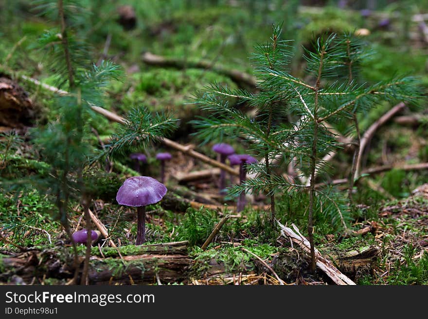 Purple Mushrooms on Ground