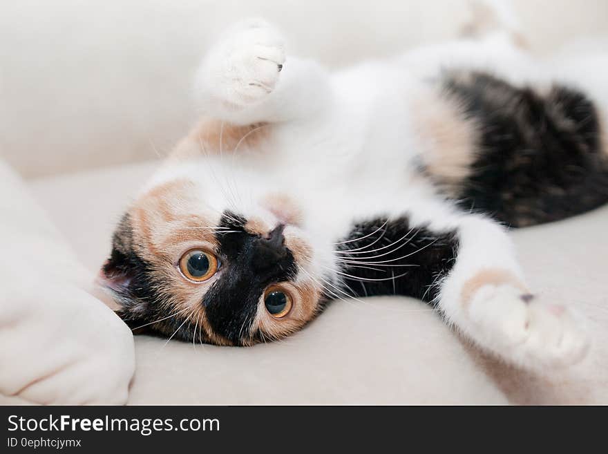 Attractive closeup portrait of black and white cat lying supine on white bed. Attractive closeup portrait of black and white cat lying supine on white bed.