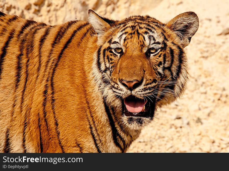 Brown and White Tiger