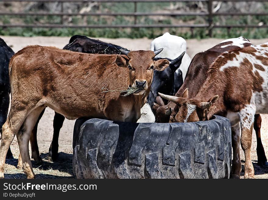 Brown Black and White Cows Drinking Water during Daytime