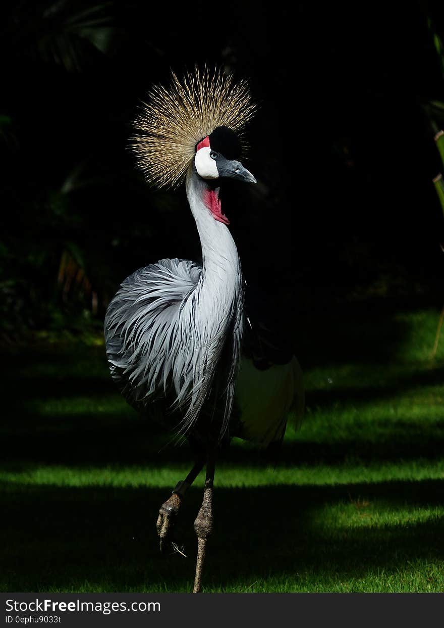 Gold crested crane standing in green grassy field on sunny day. Gold crested crane standing in green grassy field on sunny day.