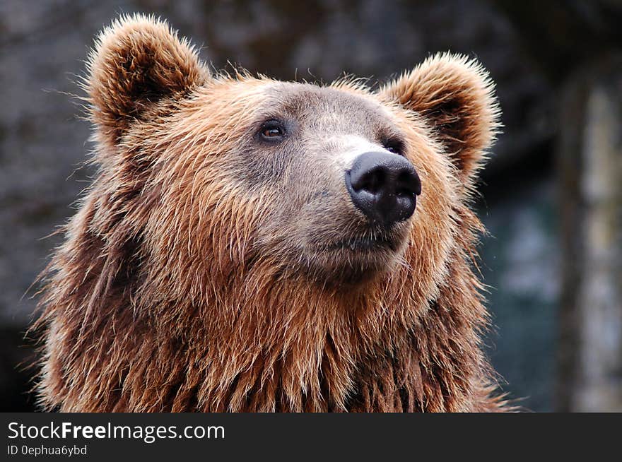 Close up face of brown bear on sunny day.