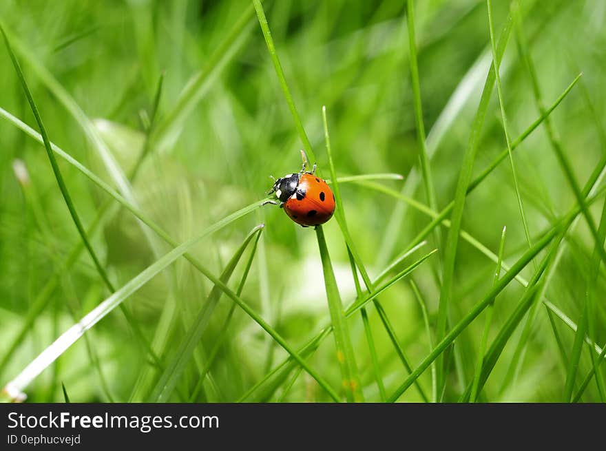 Close up of red and black ladybug on green blades of grass in sunny field. Close up of red and black ladybug on green blades of grass in sunny field.