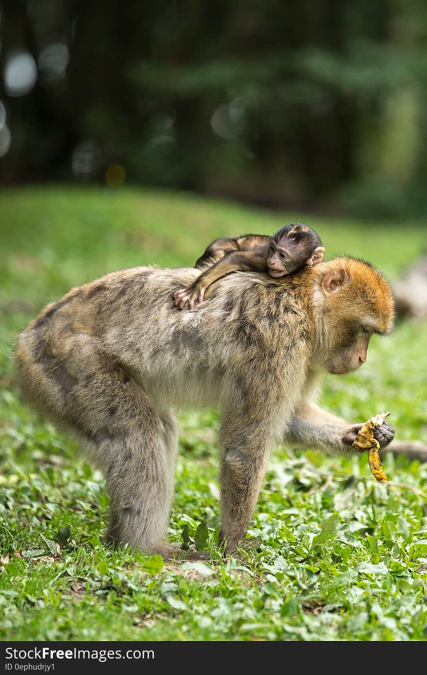 Black Baby Monkey on Top of Brown Monkey Standing on Green Grass