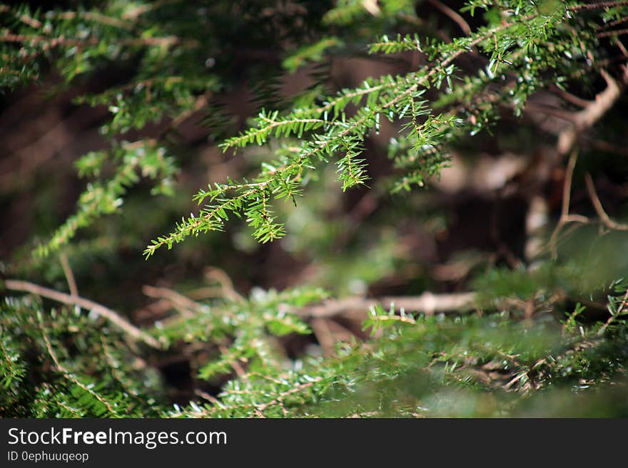 Green Pine Branch