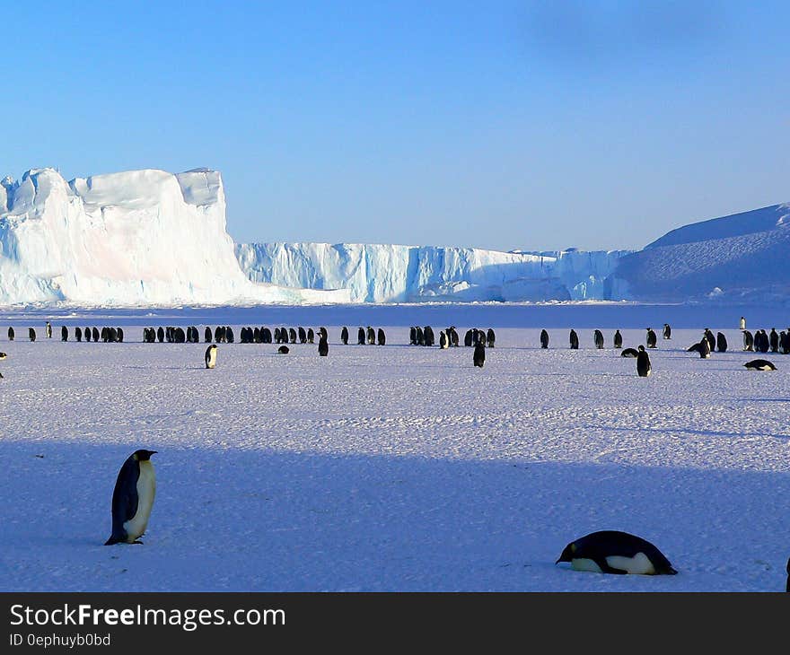 Emperor penguins on ice pack in Antarctica on sunny day. Emperor penguins on ice pack in Antarctica on sunny day.