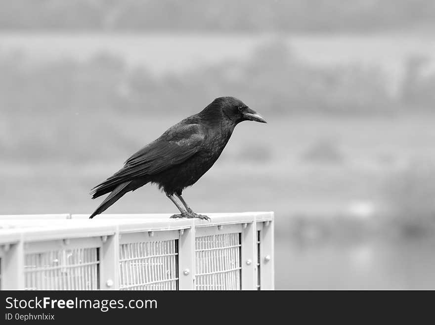 Monochrome side view of black crow on cage outdoors with copy space