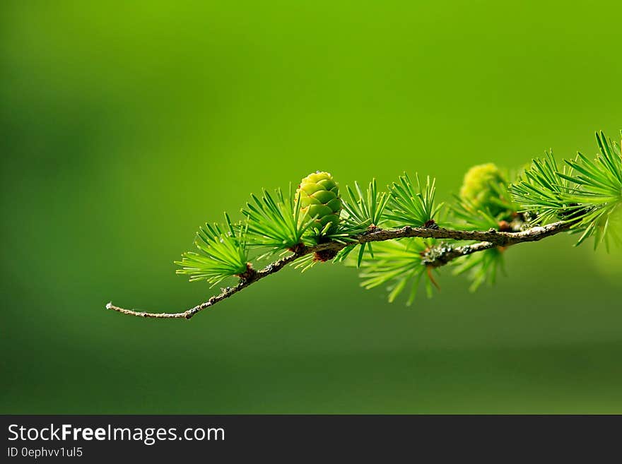 Green Tree Plant Leaves