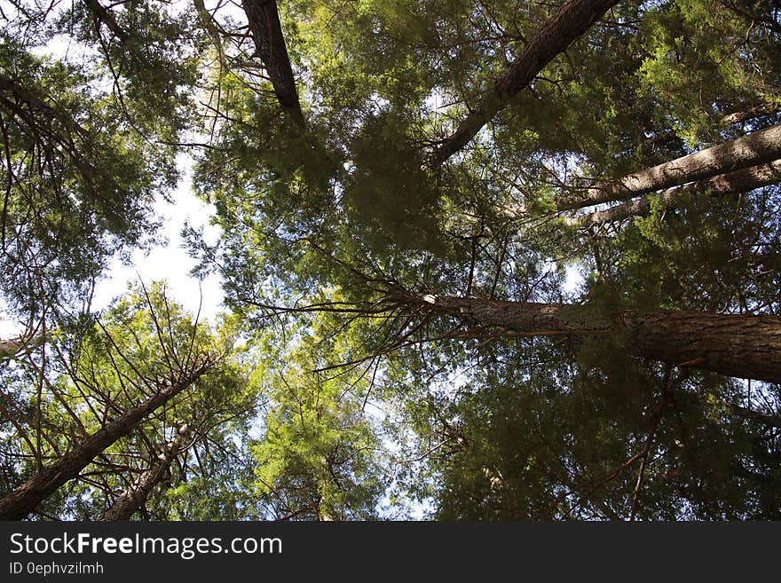 Green Leaved Trees