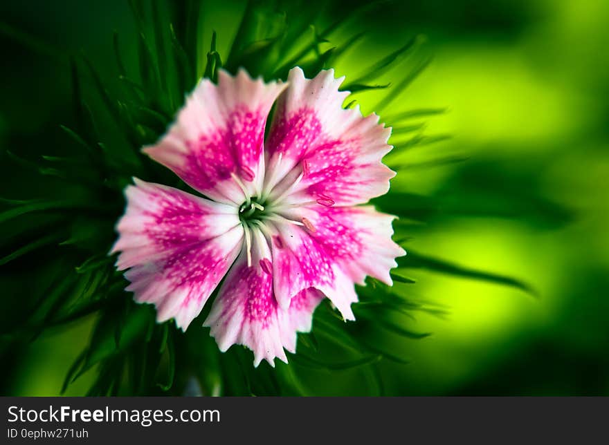 A close up of an exotic pink white flower.