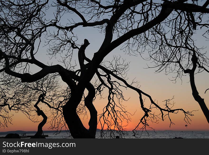 A silhouette of a leafless branchy tree at sunset. A silhouette of a leafless branchy tree at sunset.