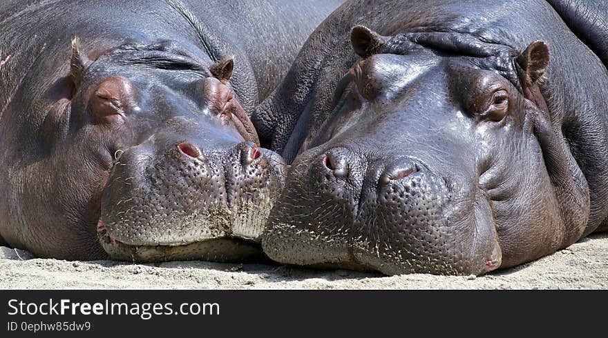 Black Hippopotamus Laying on Ground during Daytime