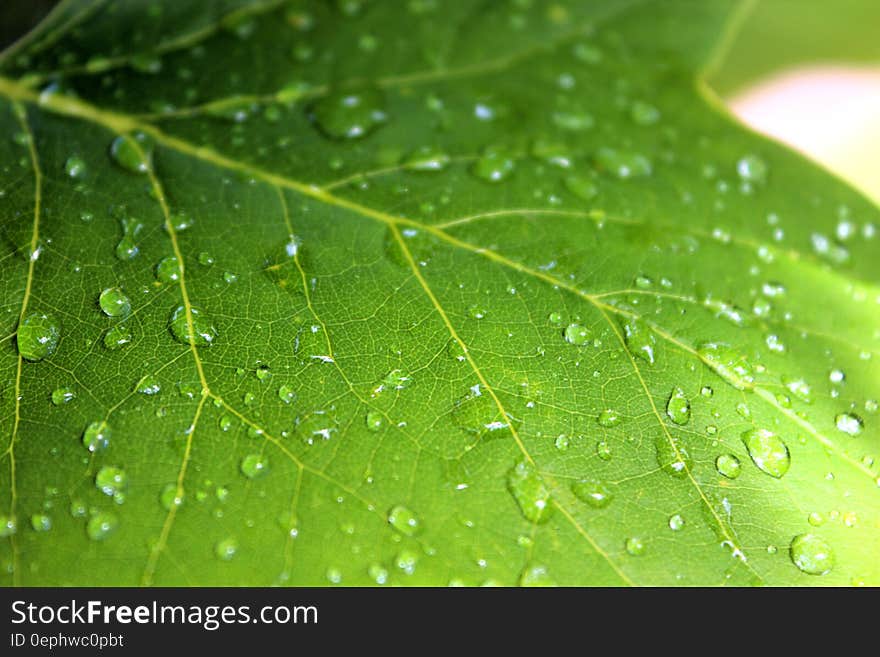 A close up of a green maple leaf with raindrops on it.