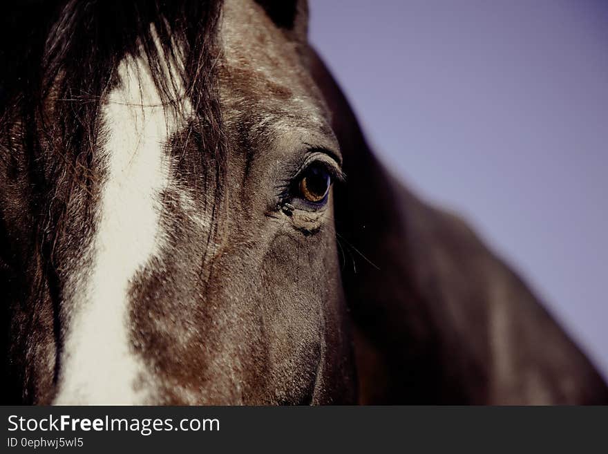 Horse Face in Focus Phography