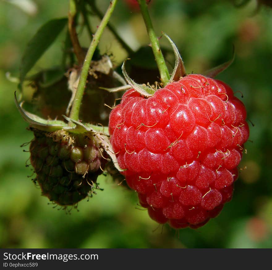 Red Raspberry on the Plant