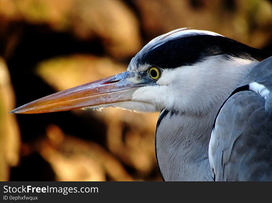 Close up profile of heron outside. Close up profile of heron outside.