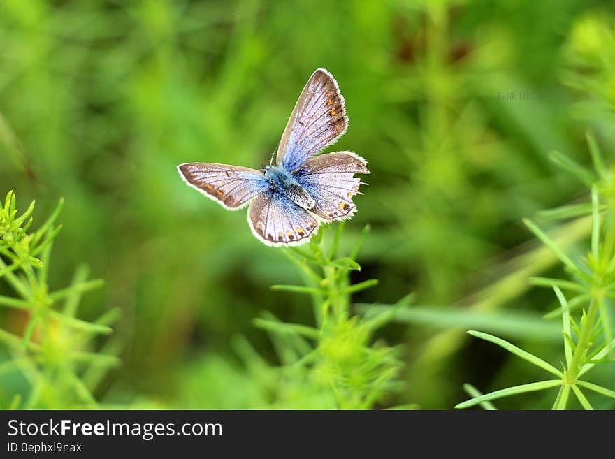 Gray and Blue Butterfly