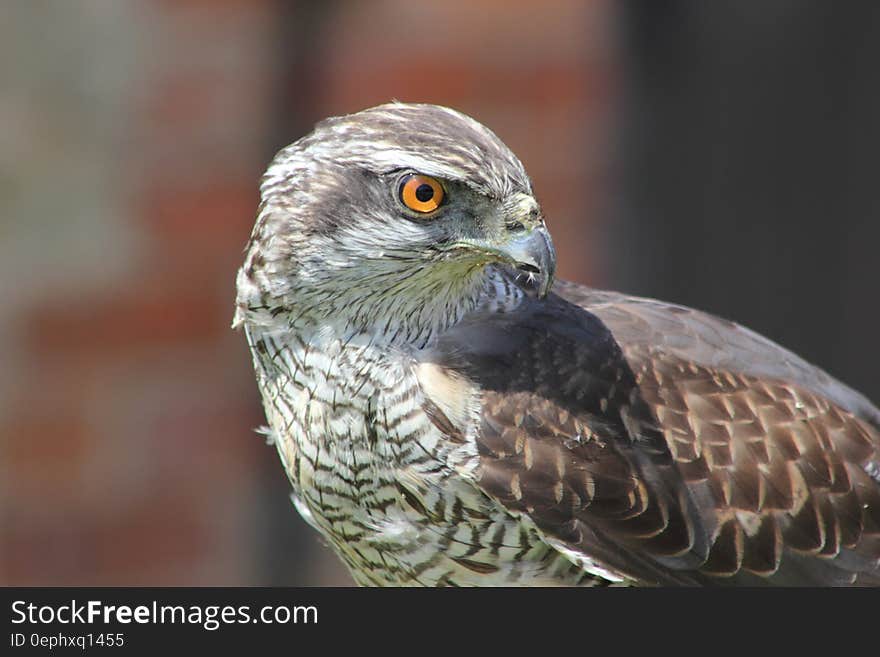 Portrait of hawk profile on sunny day. Portrait of hawk profile on sunny day.