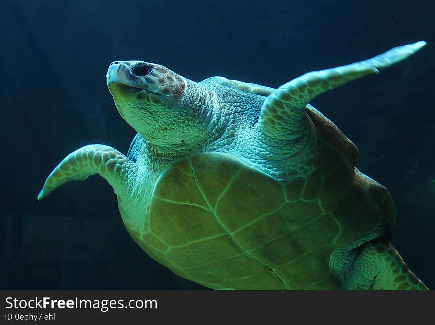 Sea turtle swimming underwater with a green hue. Sea turtle swimming underwater with a green hue.