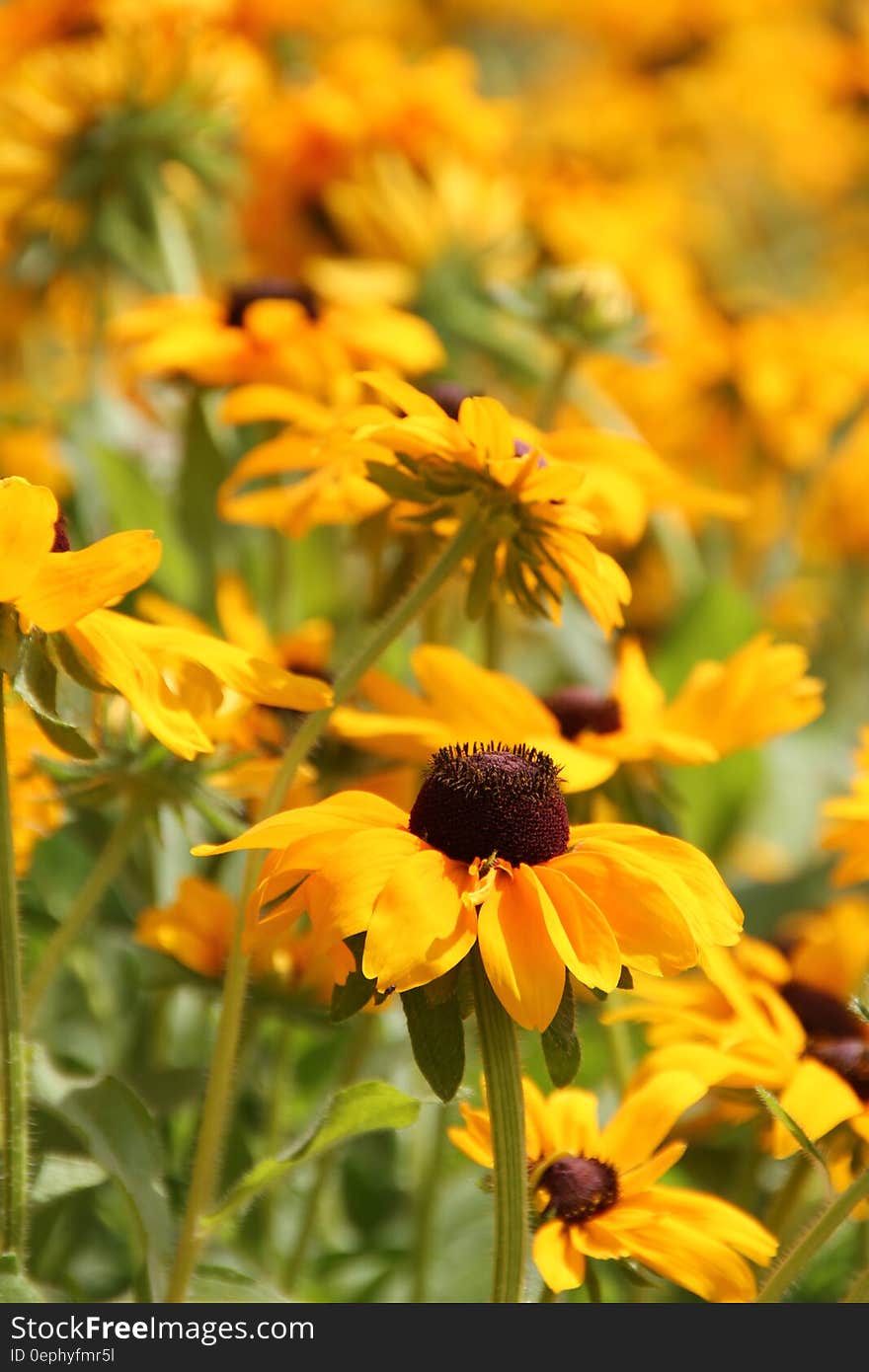 Yellow Petaled Sunflower