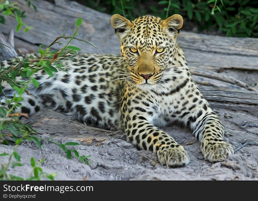 White Yellow and Black Spotted Leopard on Gray Stone during Daytime Near Green Leaves