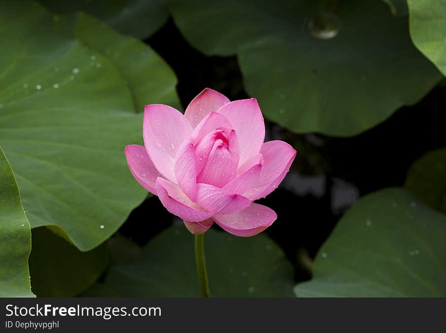 Pink lotus flower on green leaves in pond.