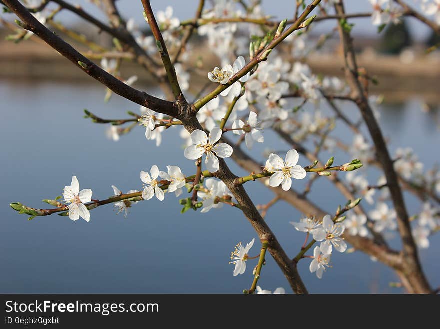 Close up of white cherry blossoms on tree branch on sunny day.