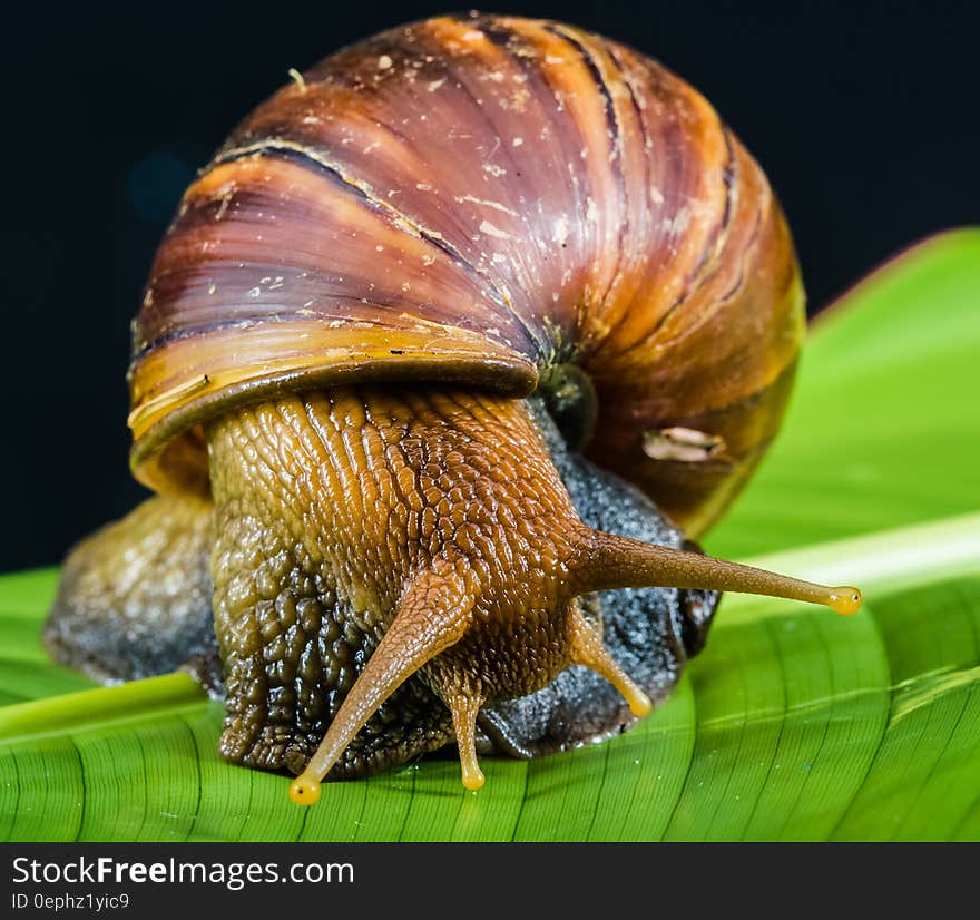 Snail on Leaf