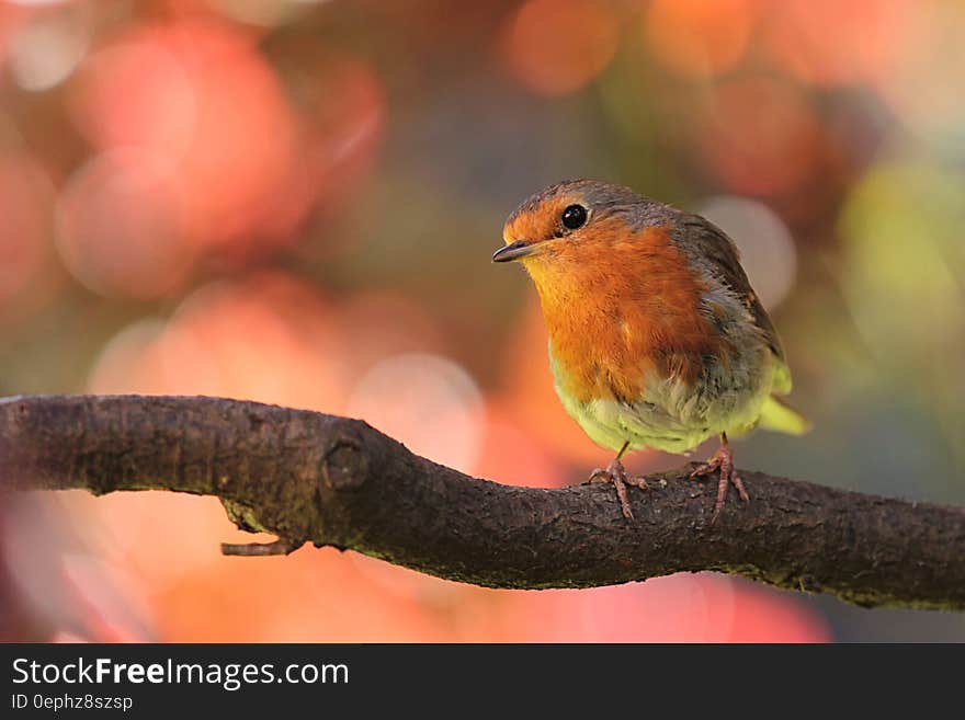 Orange Gray Yellow Bird on Trunk