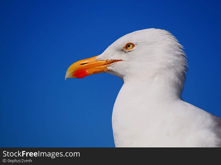 Albatross Bird