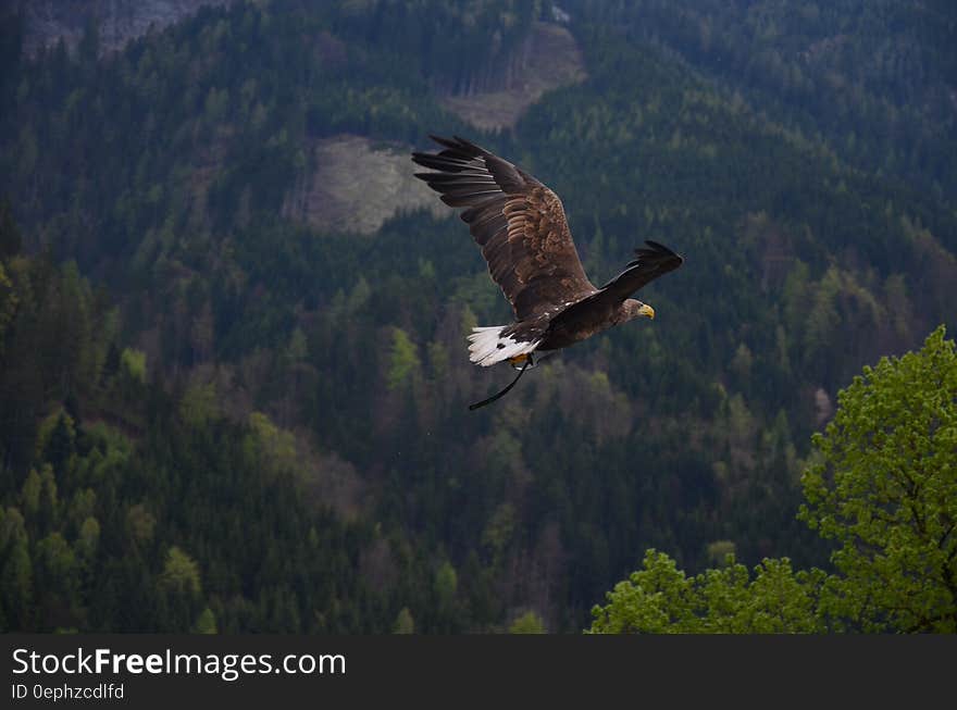 Brown and Black Flying Hawk