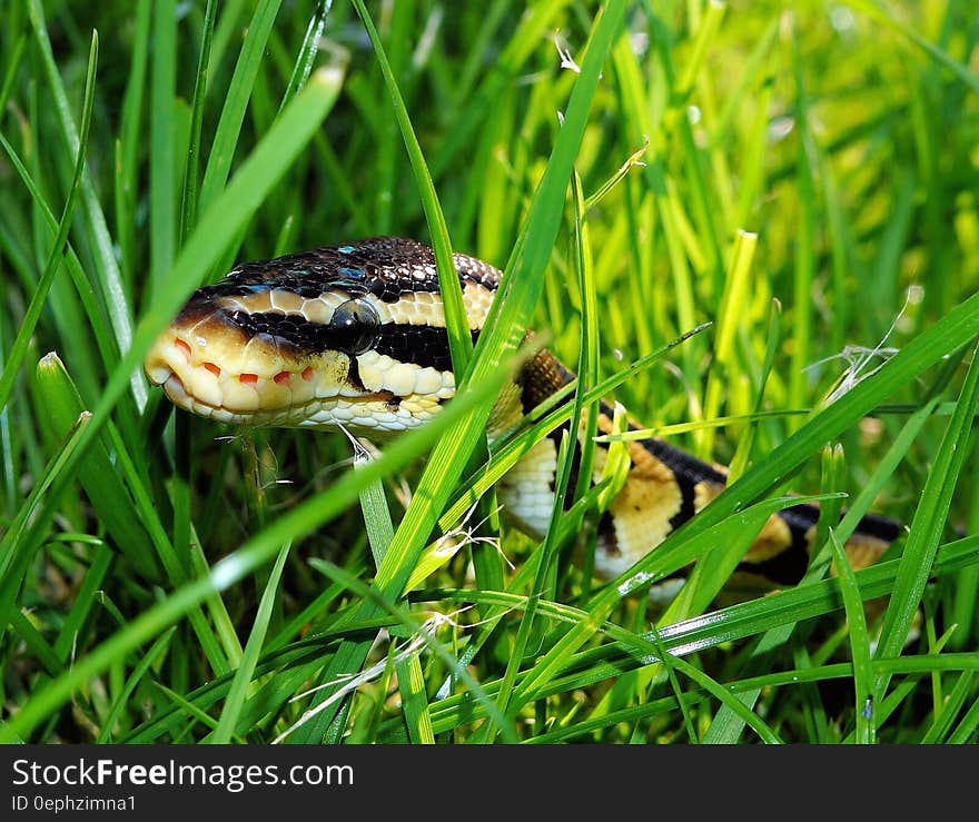 Black Yellow Snake on Green Grass