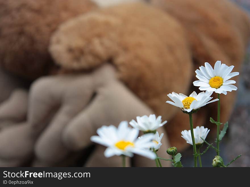 Closeup of daisy flowers in bloom outdoors.