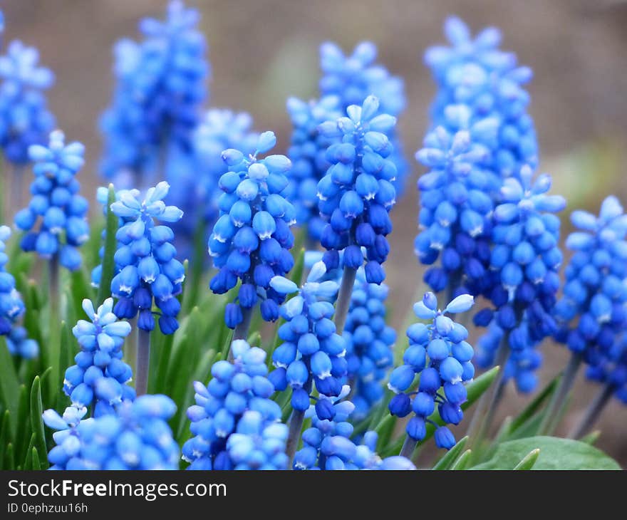 Blue Petaled Flower With Green Leaf