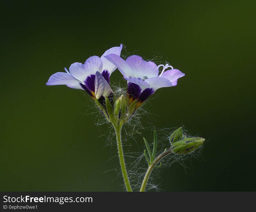 Macrophotography of Purple Petal Flower