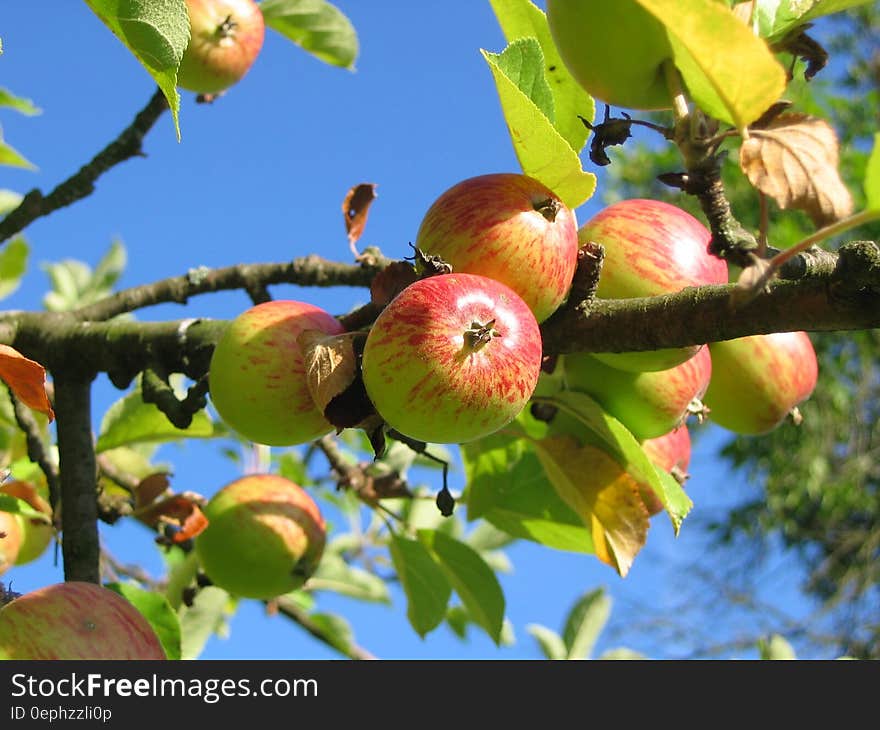 Red Green Fruit in Close Up Photography