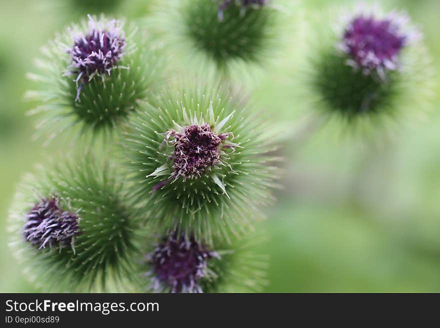 Overhead view of violet flowers in bloom with green nature background.