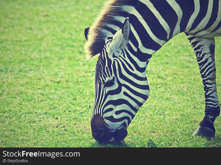 Side portrait of zebra grazing in field or meadow with copy space. Side portrait of zebra grazing in field or meadow with copy space.